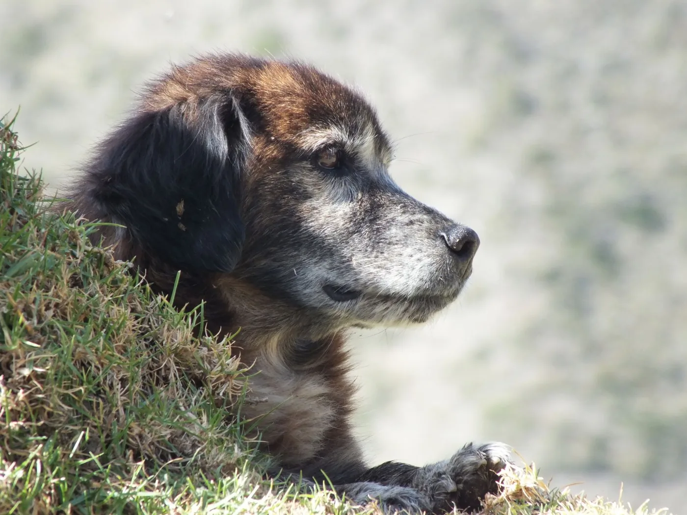 A serene dog rests on grass in the mountains, enjoying the outdoor nature.