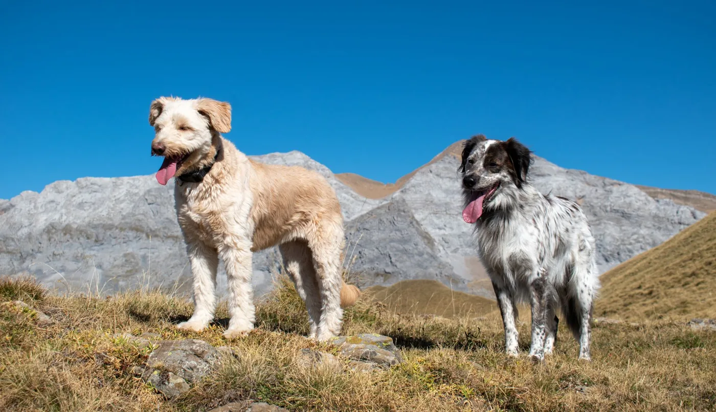 Two dogs enjoying a sunny day in the scenic Torla-Ordesa National Park in Spain.
