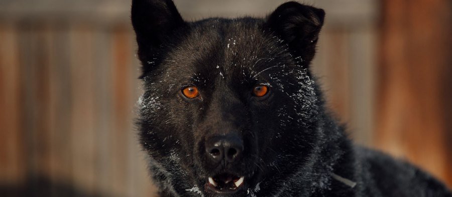 Akita inu au poil roux et blanc, debout dehors dans la neige