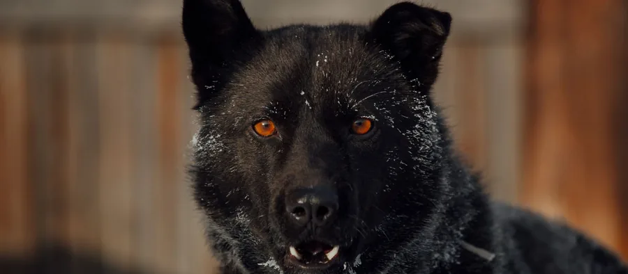 Akita inu au poil roux et blanc, debout dehors dans la neige