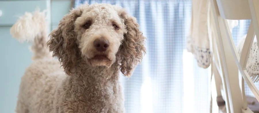 Chien au poil bouclé, attentif, assis dans une cuisine près d'une fenêtre