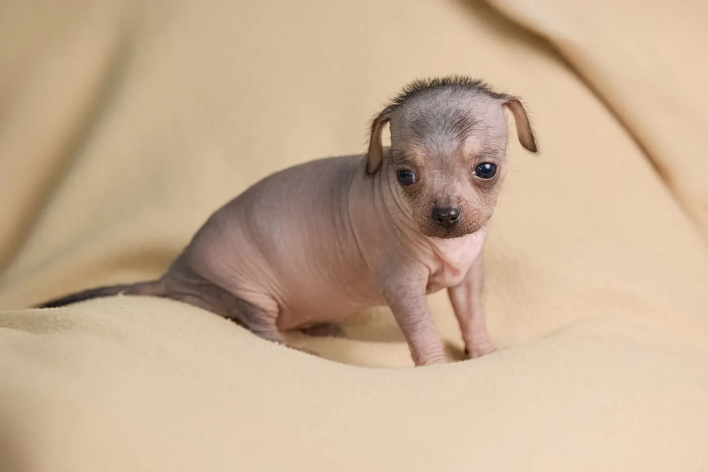 Adorable hairless puppy sitting on a soft beige blanket indoors, looking at the camera.