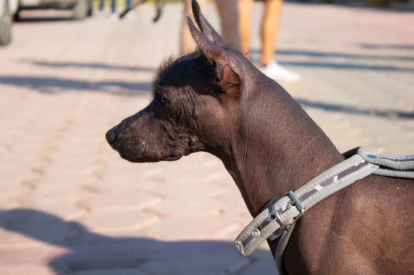 Close-up profile of a Xoloitzcuintli dog with a harness outdoors on a sunny day.