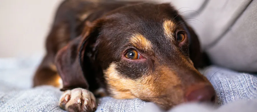 Chien détendu allongé sur un canapé à la maison