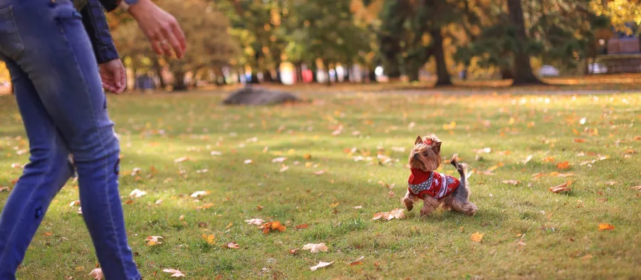 Petit yorkshire en pull rouge qui revient vers son humain dans un parc en automne