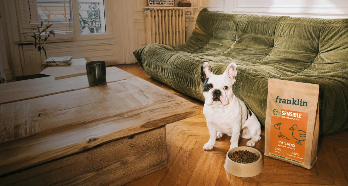 Iphy, la petite bouledogue française à l'origine de la marque Franklin