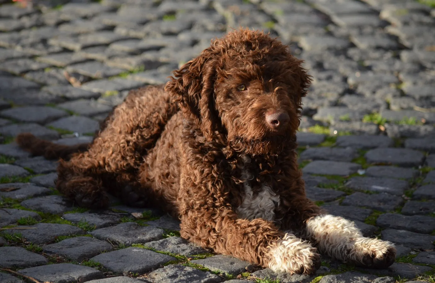 A curly brown dog lies on a cobblestone street in Herceg Novi, Montenegro, enjoying the day.