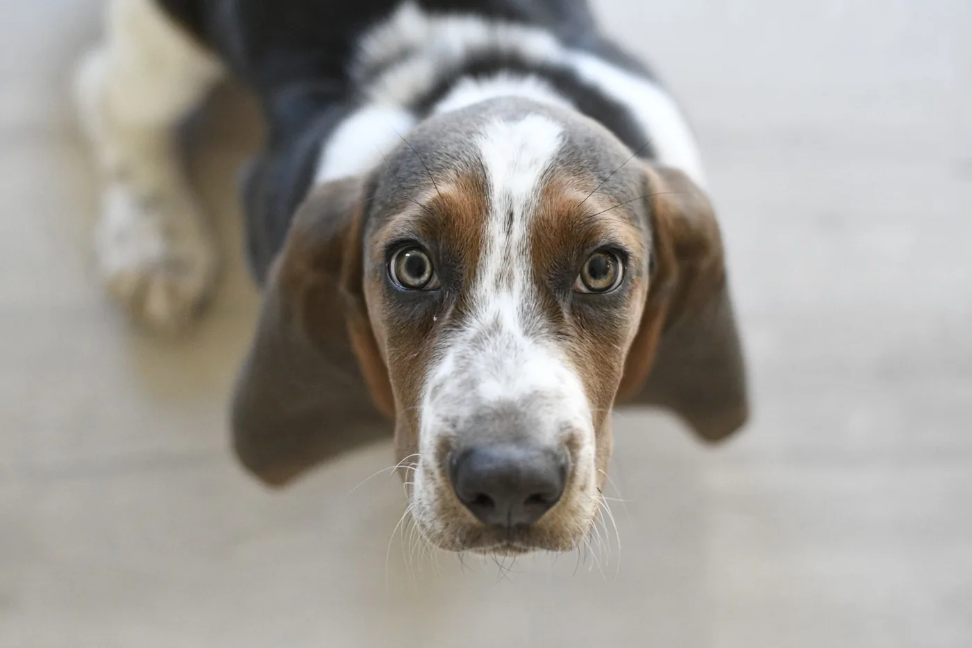 Cute basset hound puppy gazing upward, showcasing its adorable expression in a close-up shot.