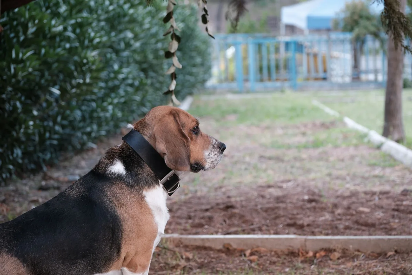 A curious Basset Hound looking intently while standing outdoors in a garden.