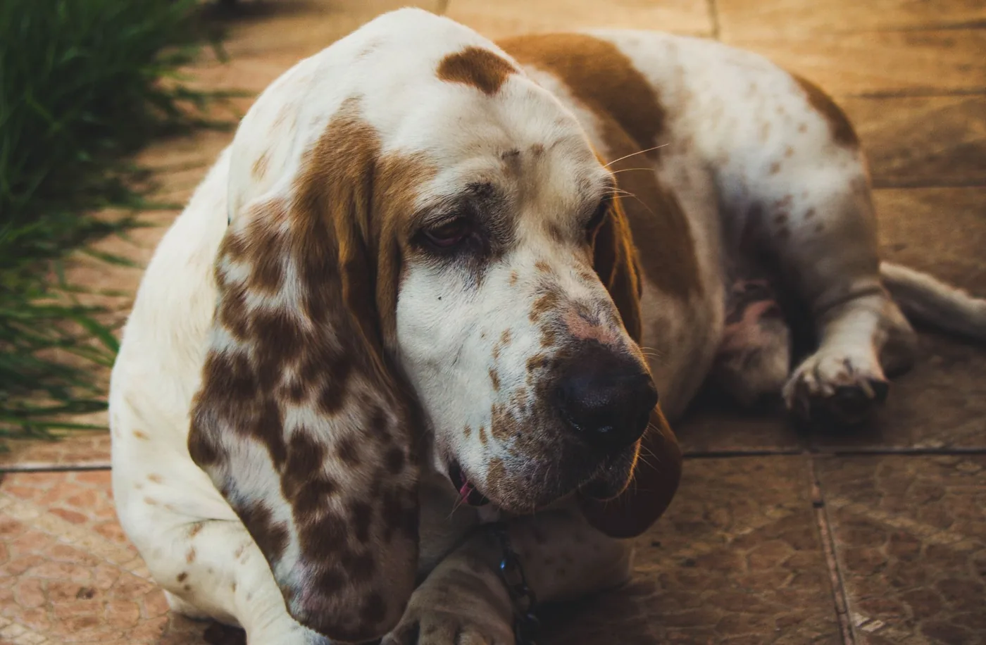 Adorable Basset Hound lying on tiled floor, enjoying a sunny day outdoors.