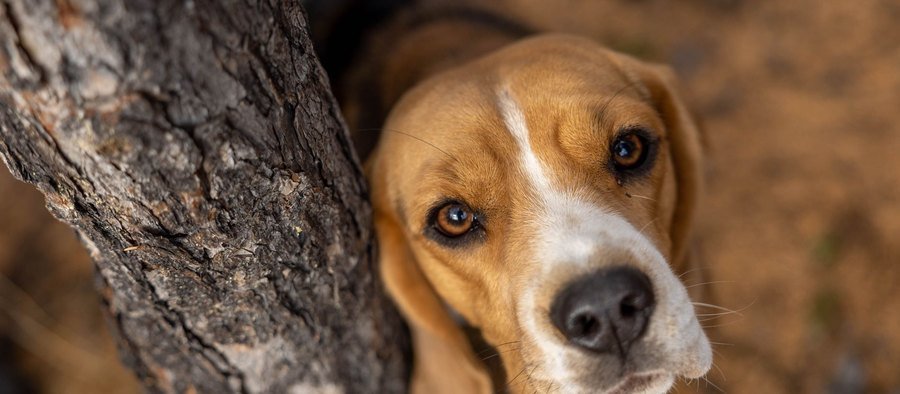 Beagle tricolore levant la tête derrière un tronc d'arbre