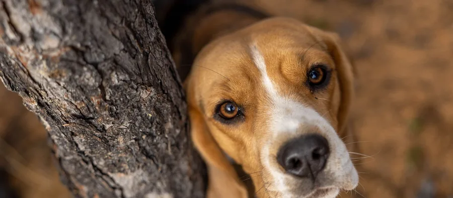 Beagle tricolore levant la tête derrière un tronc d'arbre