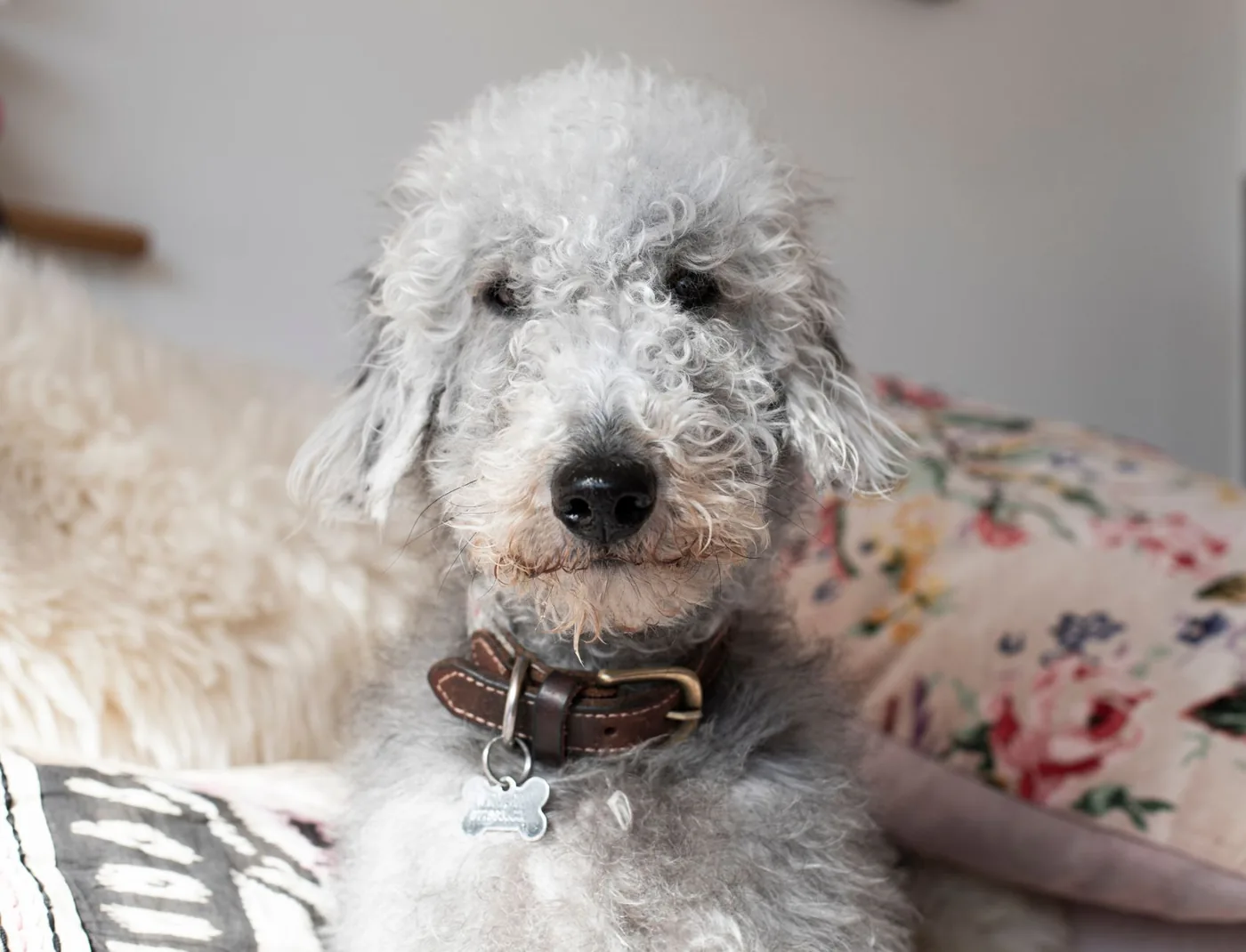 A Bedlington Terrier dog sits indoors with a leather collar, exuding charm and warmth.