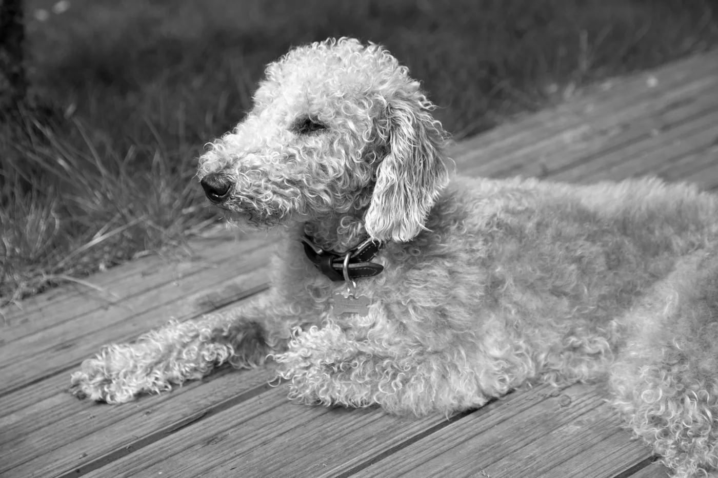 Monochrome portrait of a Bedlington Terrier relaxing on a wooden deck outdoors.