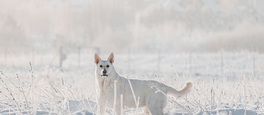 Berger blanc suisse debout dans un champ enneigé
