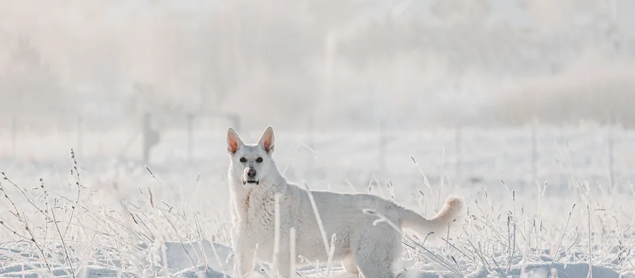Berger blanc suisse debout dans un champ enneigé