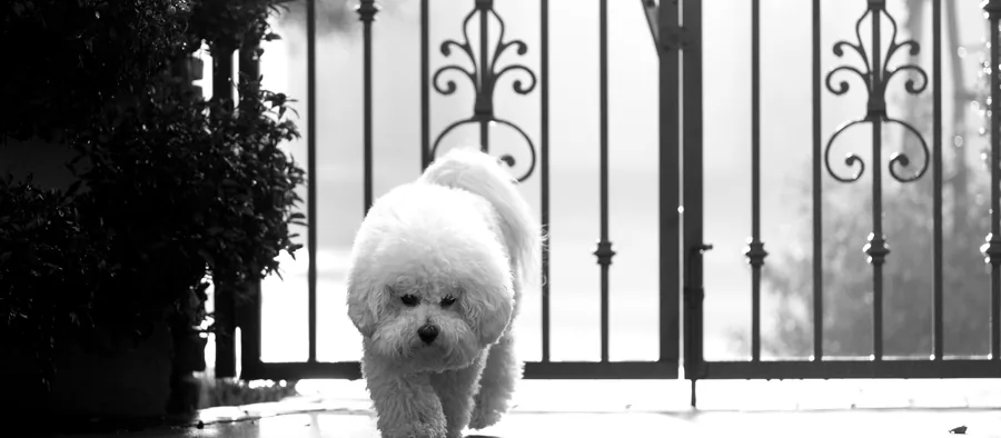 Bichon frisé au poil blanc et frisé marchant devant un portail en fer forgé