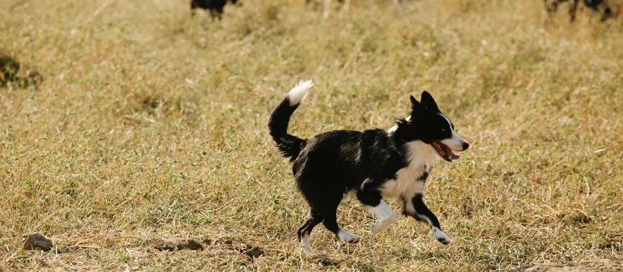 Border collie en action dans un champ