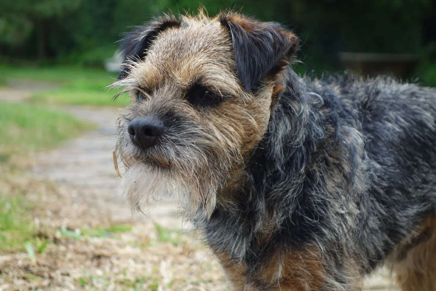 A Border Terrier dog stands alert in a lush green garden, showcasing its shaggy coat.