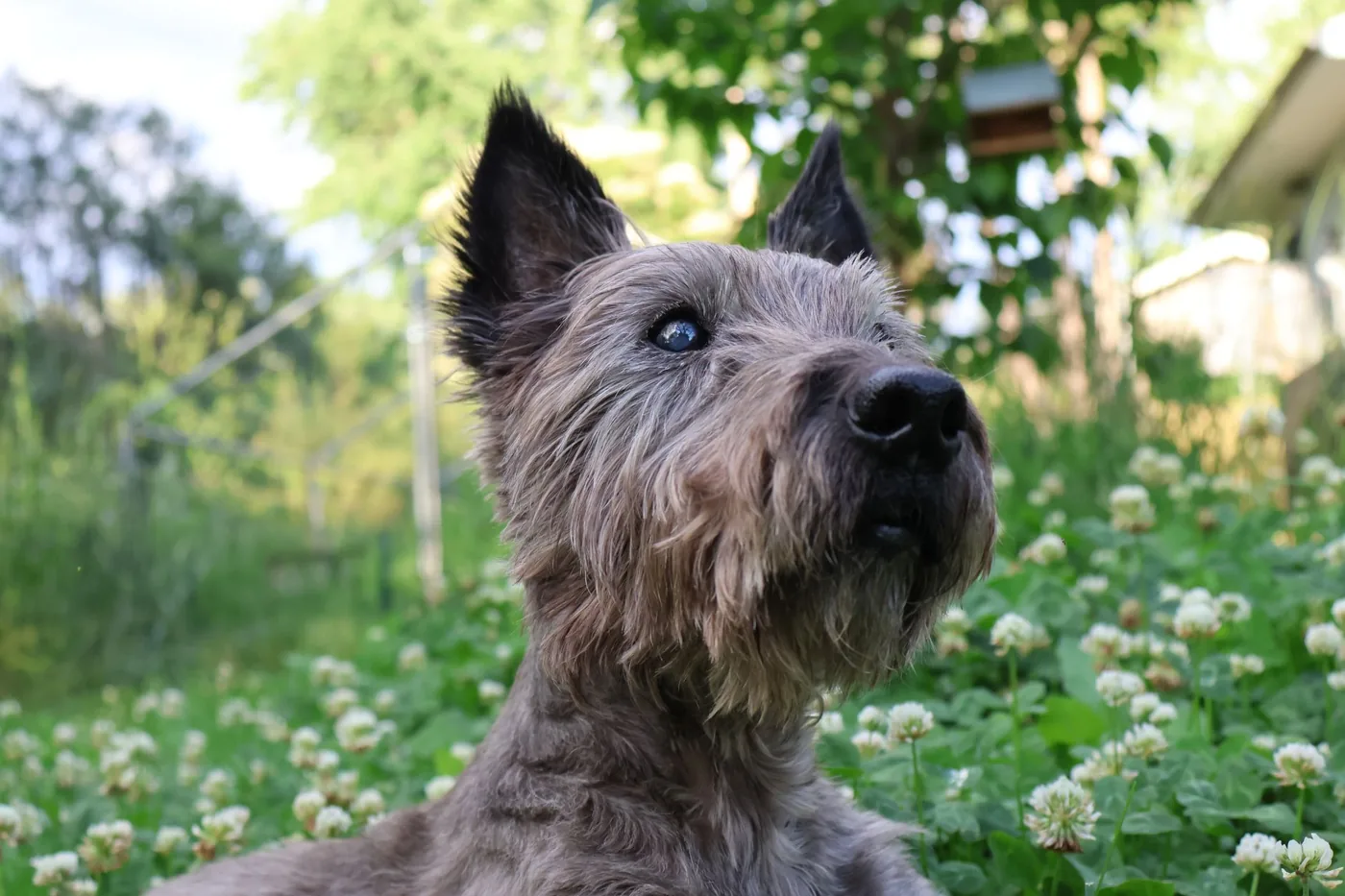 Adorable cairn terrier dog posing in a clover-filled garden in Burnsville, Minnesota.