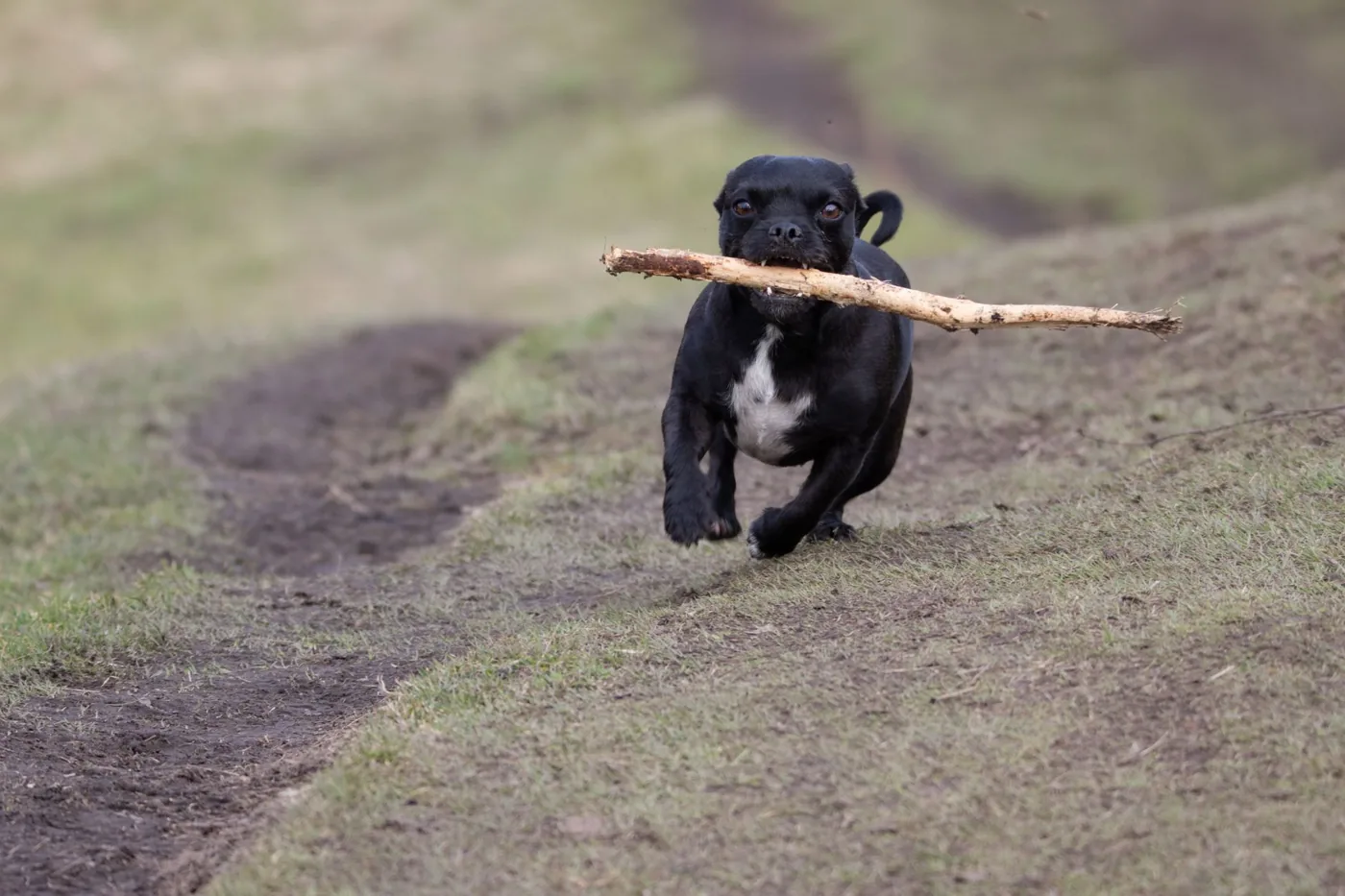 A black dog running joyfully with a stick on a grassy path outdoors.