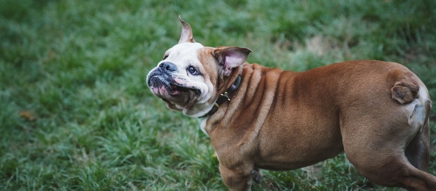 Bouledogue anglais fauve et blanc debout dans l'herbe