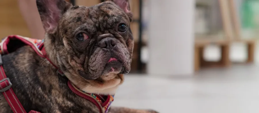 Bouledogue français assis en intérieur