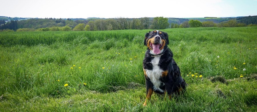 Bouvier bernois tricolore couché dans l'herbe en extérieur