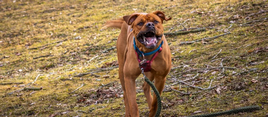 Boxer fauve en pleine course dans un pré, oreilles naturelles