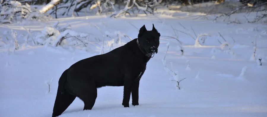 Cane corso en extérieur