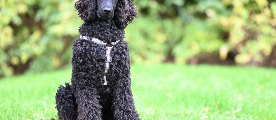 Caniche au poil bouclé en extérieur