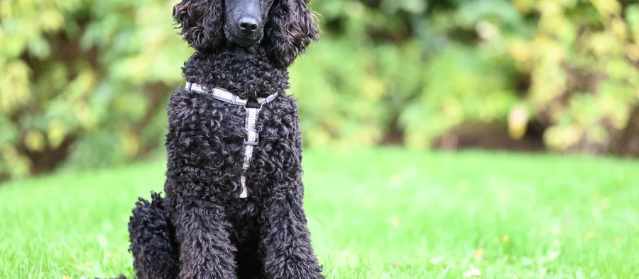 Caniche au poil bouclé en extérieur