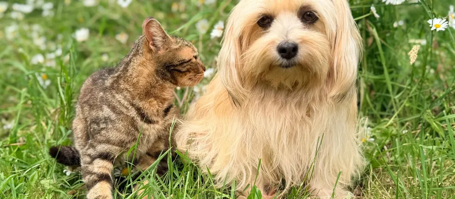 Un chat tigré et un petit chien au poil clair assis côte à côte dans l'herbe