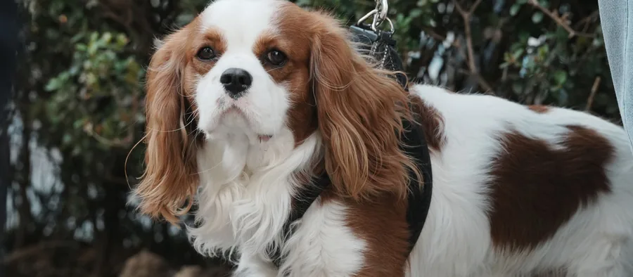 Cavalier king charles blenheim en extérieur