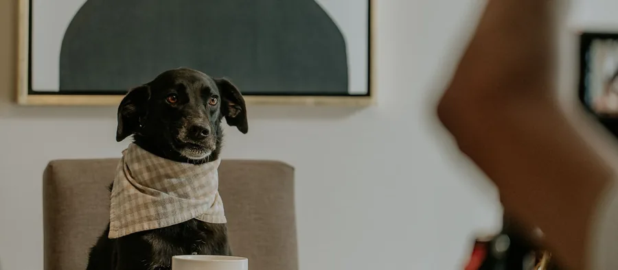 Chien noir assis à table, l'air de quémander de la nourriture