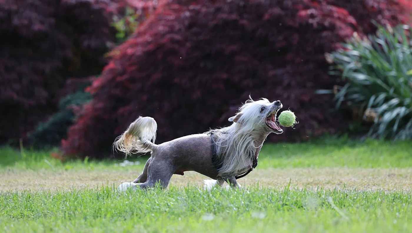 A lively Chinese Crested dog joyfully catching a tennis ball in a sunny outdoor garden setting.