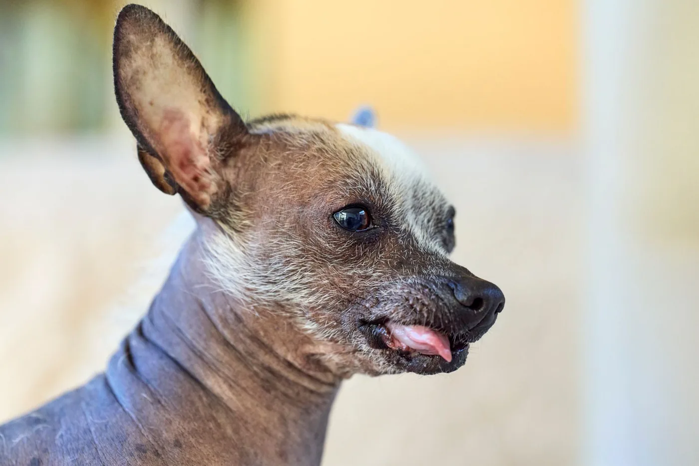 Close-up of a curious Chinese Crested dog with tongue out, photographed outdoors.