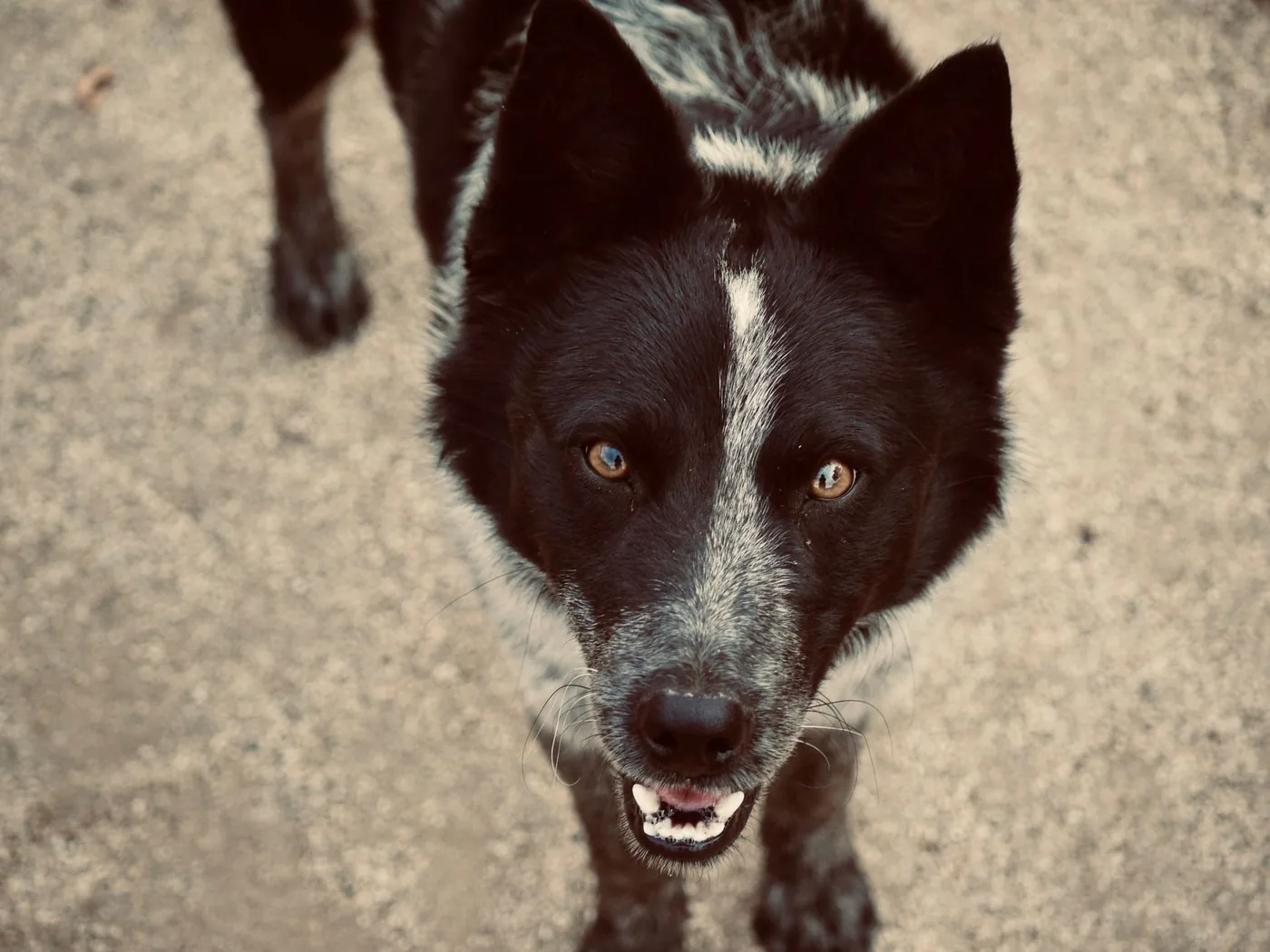 A friendly Karelian Bear Dog gazes up with a happy expression, capturing the essence of canine charm.