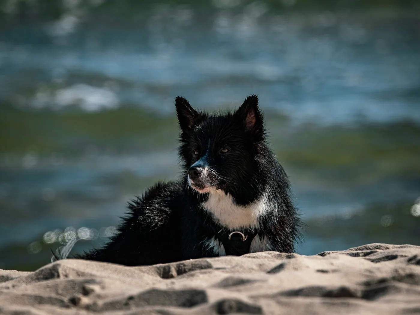 A black and white dog lounging on a sandy beach with ocean waves in the background.