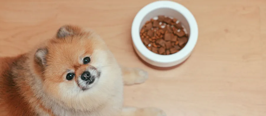Chien couché à côté de sa gamelle pleine, sans appétit