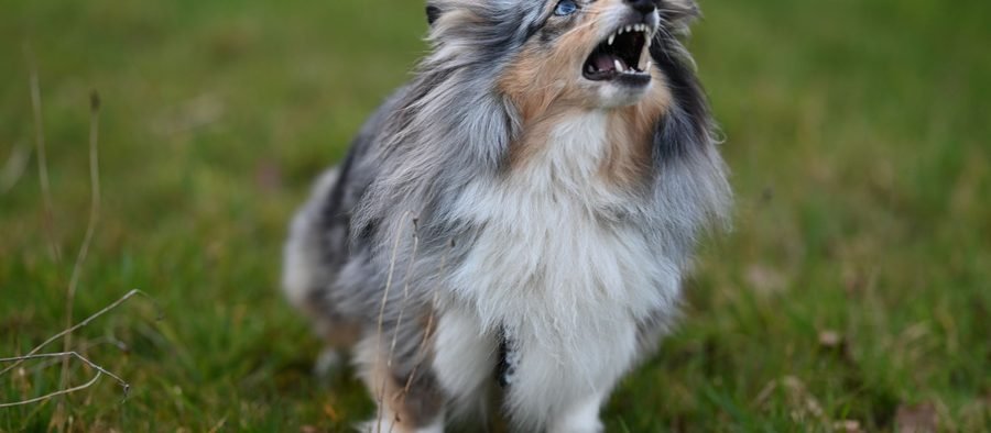 Chien qui aboie, gueule ouverte, en extérieur