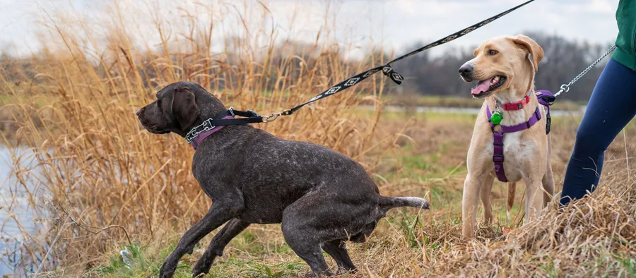 Chien qui tire fort sur sa laisse pendant la promenade