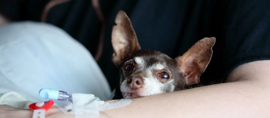 Chien allongé qui ne se sent pas bien, regard fatigué
