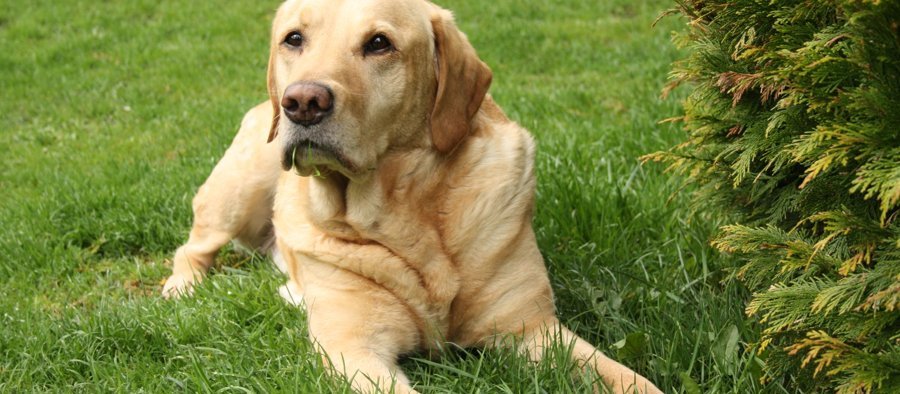 Labrador bien en chair allongé dans l'herbe