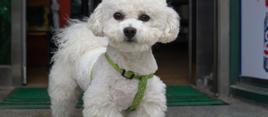Chien au poil bouclé bien toiletté, typé bichon, sur fond clair