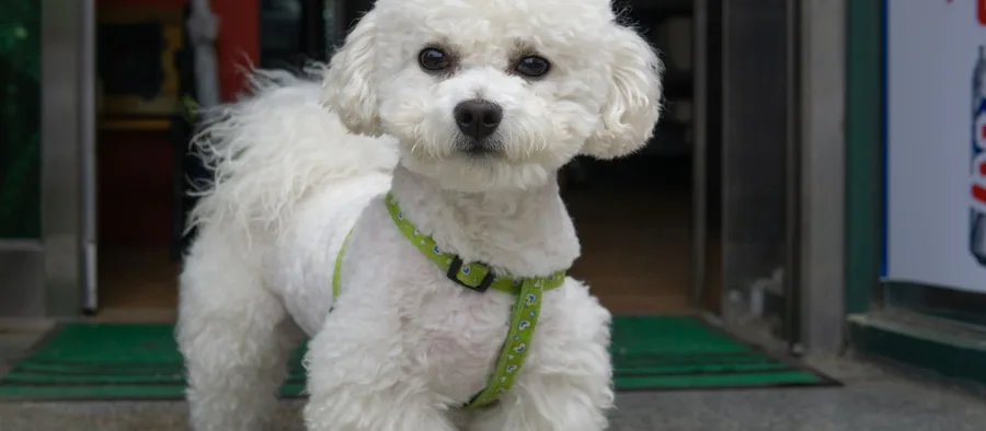 Chien au poil bouclé bien toiletté, typé bichon, sur fond clair