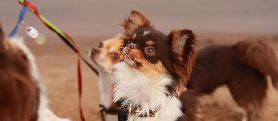 Chihuahua en extérieur