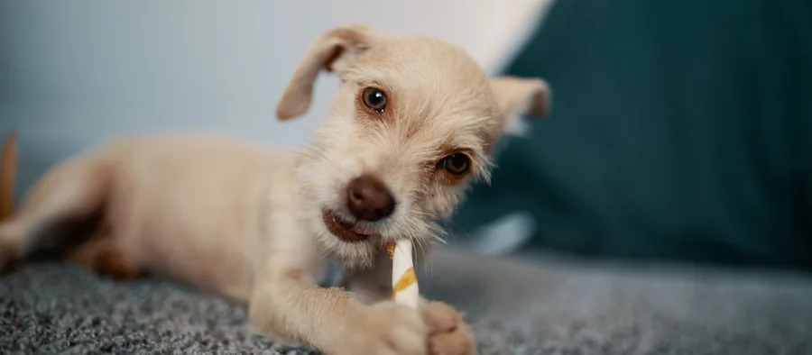 Chiot au poil clair qui mâchouille un bâtonnet à mâcher sur un tapis