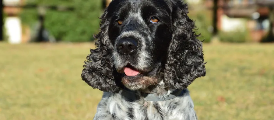 Cocker anglais bleu rouanné aux longues oreilles frangées, assis dans l'herbe