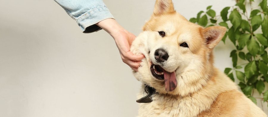 Une personne joue avec son chien à la maison